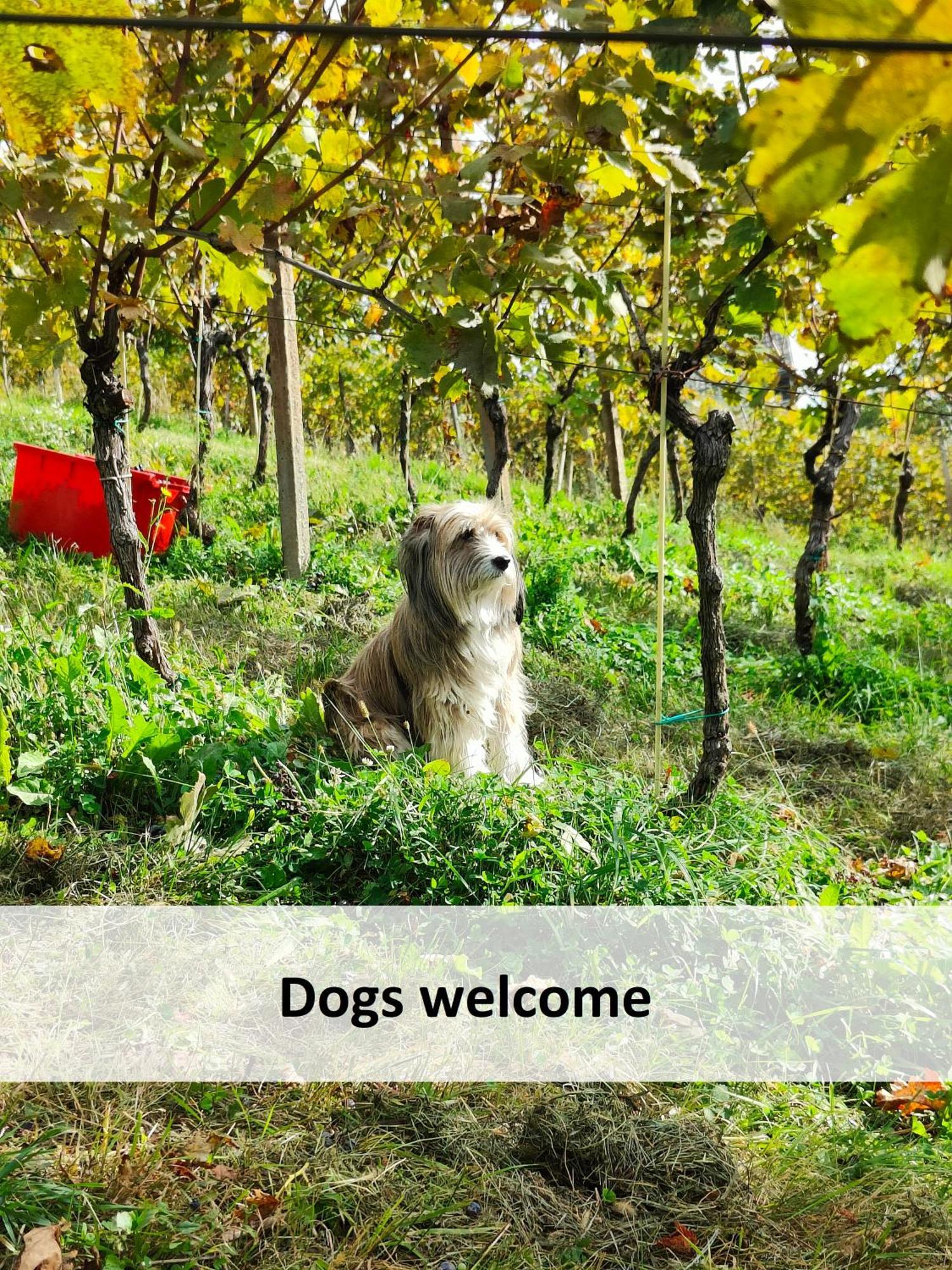 Otočec Vineyard Cottage Skatlar מראה חיצוני תמונה
